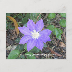 Paars Clematis Briefkaart