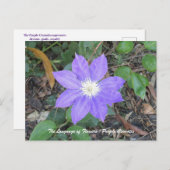Paars Clematis Briefkaart (Voorkant / Achterkant)