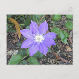 Paars Clematis Briefkaart