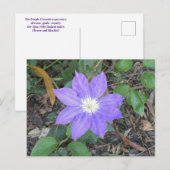 Paars Clematis Briefkaart (Voorkant / Achterkant)