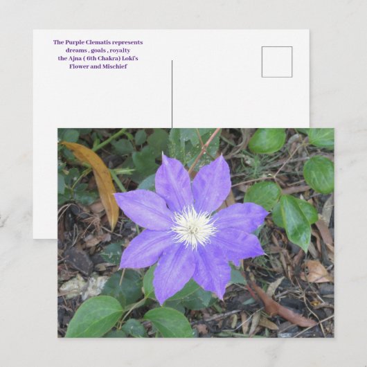 Paars Clematis Briefkaart (Voorkant / Achterkant)