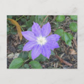 Paars Clematis Briefkaart (Voorkant)
