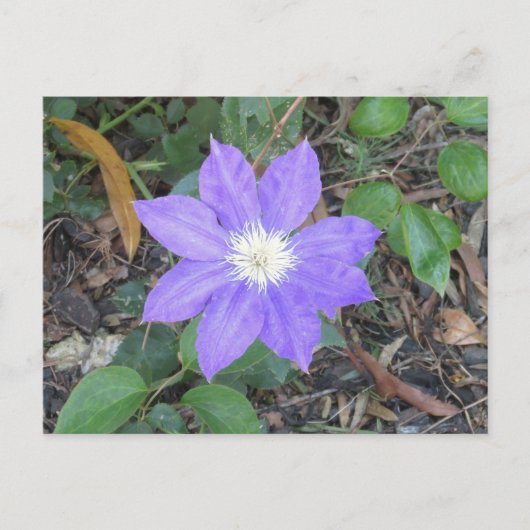 Paars Clematis Briefkaart (Voorkant)
