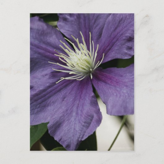Paars Clematis Briefkaart (Voorkant)