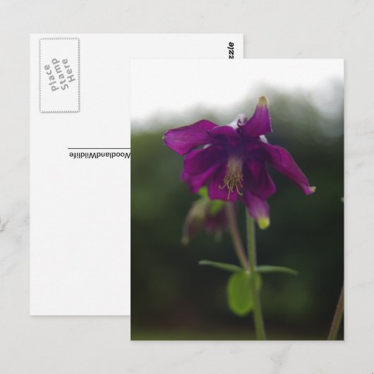 Paars Columbine Briefkaart (Voorkant / Achterkant)