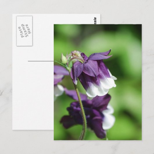 Paars Columbine Briefkaart (Voorkant / Achterkant)