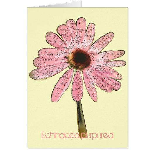 Paars ConeFlower Echinacea purpurea (Voorkant)