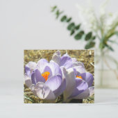 Paars Crocus Briefkaart (Staand voorkant)