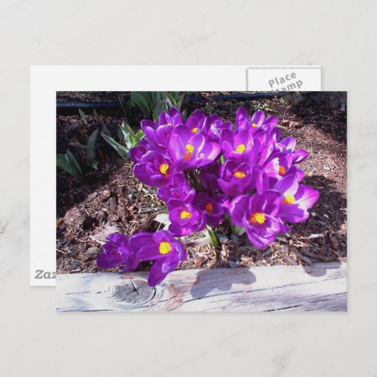 Paars Crocus Briefkaart (Voorkant / Achterkant)