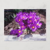 Paars Crocus Briefkaart (Voorkant)