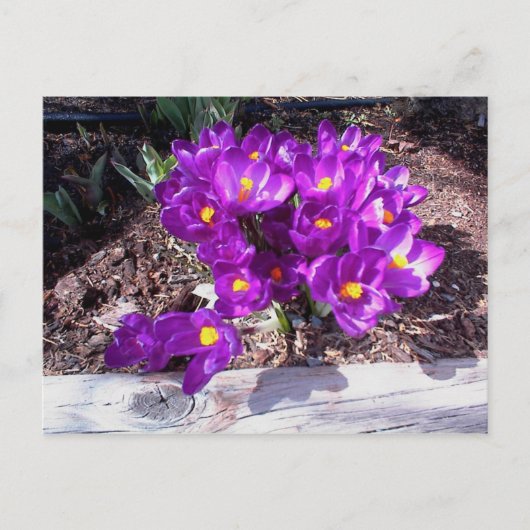 Paars Crocus Briefkaart (Voorkant)