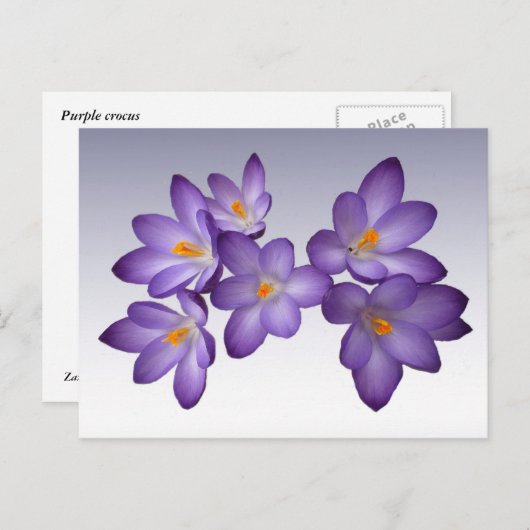 Paars Crocus Briefkaart (Voorkant / Achterkant)