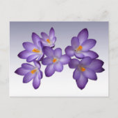 Paars Crocus Briefkaart (Voorkant)