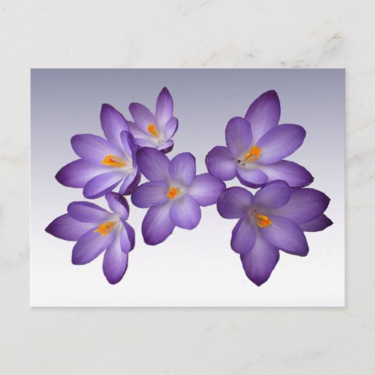 Paars Crocus Briefkaart (Voorkant)