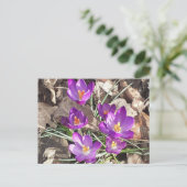 Paars Crocus Briefkaart (Staand voorkant)