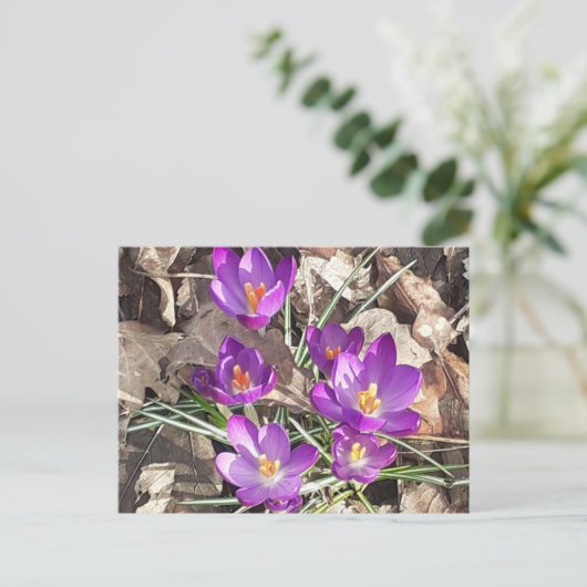 Paars Crocus Briefkaart (Staand voorkant)