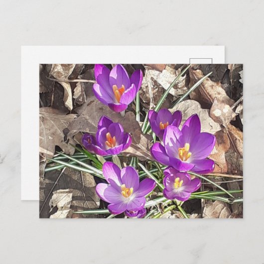 Paars Crocus Briefkaart (Voorkant / Achterkant)