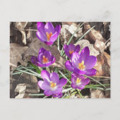Paars Crocus Briefkaart (Voorkant)