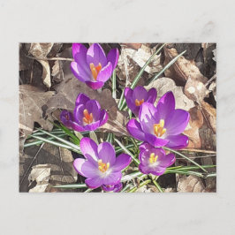 Paars Crocus Briefkaart