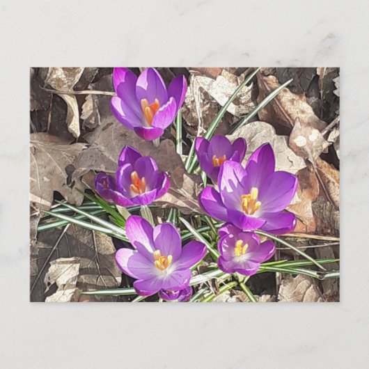 Paars Crocus Briefkaart (Voorkant)