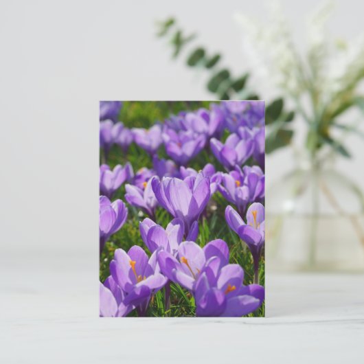 Paars Crocus Easter Greeting Briefkaart (Staand voorkant)