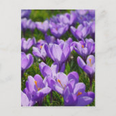 Paars Crocus Easter Greeting Briefkaart (Voorkant)