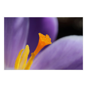 Paars Crocus Flower Saffron Stigma Perfect Poster