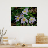 Paars Crocus Poster (Keuken)