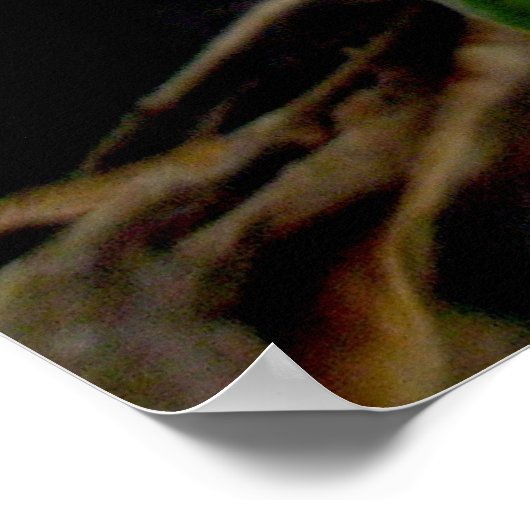 Paars Crocus Poster (Hoek)