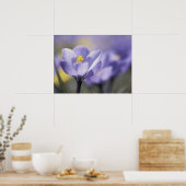 Paars Crocus poster (Keuken)