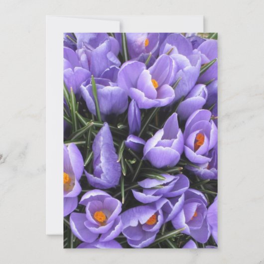 Paars Crocus Sweet 16 Birthday Uitnodiging (Achterkant)