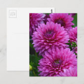 Paars dahlia bloementuin briefkaart (Voorkant / Achterkant)