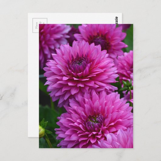 Paars dahlia bloementuin briefkaart (Voorkant / Achterkant)