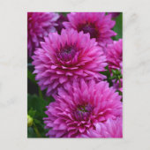 Paars dahlia bloementuin briefkaart (Voorkant)