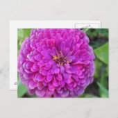 Paars Dahlia Briefkaart (Voorkant / Achterkant)