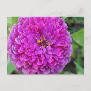 Paars Dahlia Briefkaart