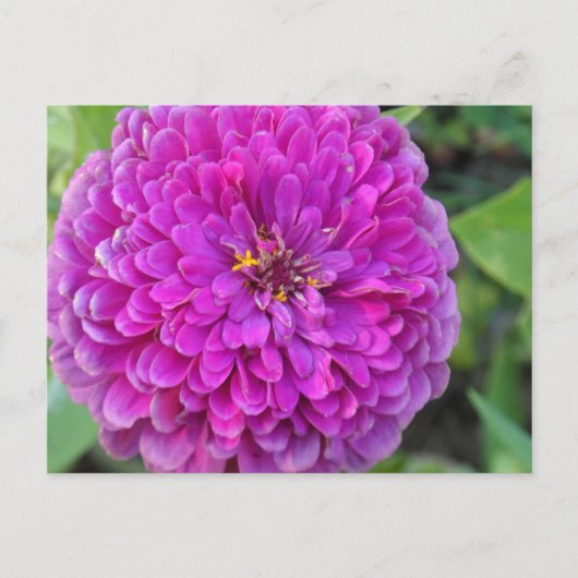 Paars Dahlia Briefkaart (Voorkant)