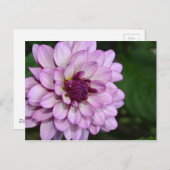 Paars dahlia briefkaart bloesems (Voorkant / Achterkant)