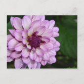 Paars dahlia briefkaart bloesems (Voorkant)
