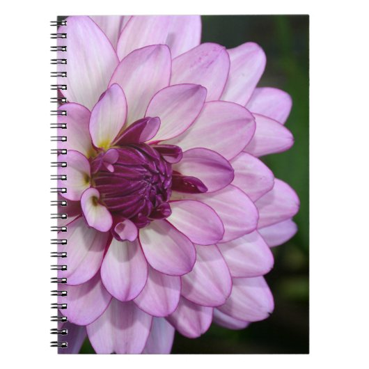 Paars dahlia notitieboek bloesems (Voorkant)