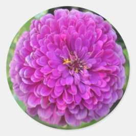 Paars Dahlia Ronde Sticker