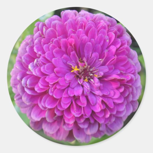 Paars Dahlia Ronde Sticker (Voorkant)