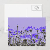 Paars Daisies Briefkaart (Voorkant / Achterkant)