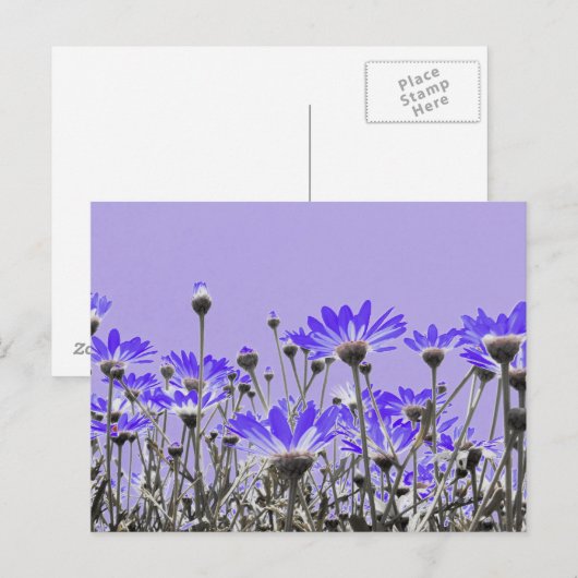Paars Daisies Briefkaart (Voorkant / Achterkant)