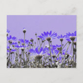 Paars Daisies Briefkaart (Voorkant)