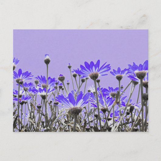 Paars Daisies Briefkaart (Voorkant)