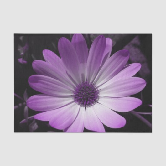 Paars deisy Flower-weefselpapier Tissuepapier (Voorkant)