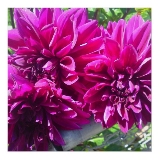 Paars Dhalia Flower Perfect Poster (Voorkant)