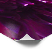 Paars Dhalia Flower Perfect Poster (Hoek)
