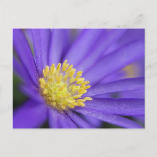 Paars en geel briefkaart (Voorkant)